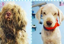 Groomer Opens Shop At Midnight To Care For Severely Matted Stray
