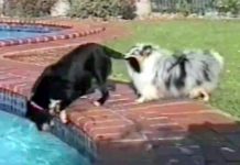 His Friend Was About To Fall Into The Pool, So He Grabs His Tail With His Mouth