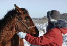 Horse proprietor suggestions for this autumn and winter