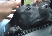 Hungry Stray Walks Up To Stranger’s Car, Man Makes The ‘Mistake’ Of Offering Food