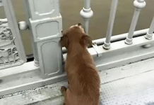Loyal Dog Waits On Bridge For Days After Loved One Jumps Off