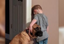 Loyal Dog Won’t Let His Brother Suffer Time-Out Alone