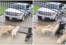 Mail Carrier Caught Taking A Break To Pet Pups