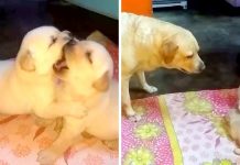Mama Dog Schools Her Troublemaking Pups For Fighting Dirty & ‘Talking Back’ At Her