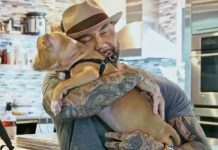 Marvel Superhero Rescues Pit Bull Puppy With Chain Embedded In Her Neck