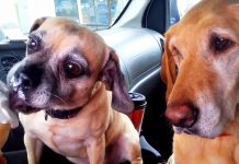 Mom Only Lets One Of Her Dogs Eat The Ice Cream, While The Other Dog Looks On