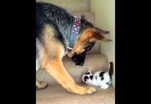 Mom Warned Dog To ‘Stay Away’ From The New Kitten, But The Dog Refuses To Listen