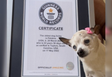 “Oldest Living Dog” Passes Away Only Months After Earning Title