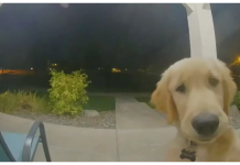 Puppy Escaped His Home, Instantly ‘Regrets It’, Rings Doorbell To Get Back In