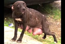Rescuers Found Dog ‘Desperately’ Looking For Her Pups, She Stops At Nothing To Get Them Back