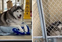 Shelter Deemed Obese Husky As ‘Unadoptable’, But One Woman Wanted To Meet Her