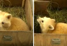 Shelter Takes In Pup Thinking It’s A Baby Fox, But Find It’s “Not A Fox At All”