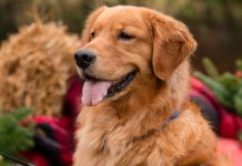 The Ultimate iHeartDogs Holiday Gift Guide For Dog Lovers 2022
