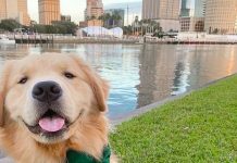 These 15 U.S. Cities Have The Most Affordable Vet Care & Dog-Friendly Amenities