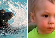 Toddler Begins Drowning In Pool, Quick Thinking Dog Keeps Him Above Water Level