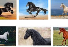 Top 15 Most Expensive Horse Breeds In The World