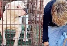 Uneasy Woman Knelt Down Near Growling Pit Bull, Readied Herself To Open Door