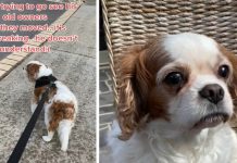 Video Shows Adopted Senior Dog Trying To Visit His Former Home