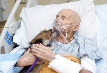 Vietnam Veteran In Hospice Care Is Reunited With His Dog One Last Time
