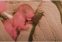 Woman Finds Little ‘Pink Blob’ Lying On Ground, Grows Up To Be Cute And Wild