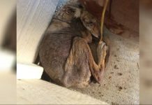 Woman Thought She Found A Homeless ‘Dog’ On Her Porch, When It “Wasn’t A Dog” At All