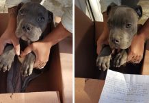 Young Boy Abandons His Beloved Dog With Favorite Toy And Heartbreaking Note