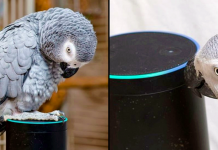 ‘Talkative’ Parrot Meets Alexa And Won’t Stop Ordering Things From Amazon