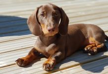 10 Best Fresh Dog Food Brands for Dachshunds in 2022