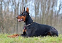 10 Best Fresh Dog Food Brands for Dobermans in 2022