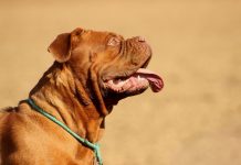 10 Best Fresh Dog Food Brands for Dogues De Bordeaux in 2022