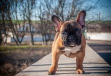 10 Best Fresh Dog Food Brands for French Bulldogs in 2022