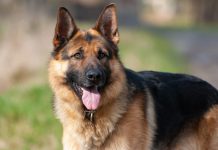 10 Best Fresh Dog Food Brands for German Shepherds in 2022