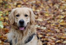 10 Best Fresh Dog Food Brands for Golden Retrievers in 2022