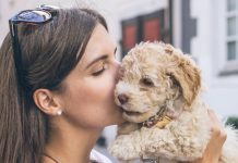 10 Best Fresh Dog Food Brands for Goldendoodles in 2022