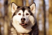 20 Best Foods for Husky with Allergies