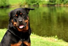 20 Best Foods for Rottweiler with Allergies