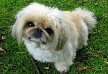 4 Best Supplements for Pekingese Puppies (+1 to Avoid)