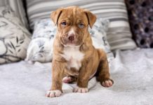 4 Best Supplements for Pit Bull Puppies (+1 to Avoid)