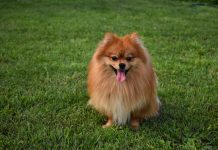 4 Best Supplements for Pomeranian Puppies (+1 to Avoid)