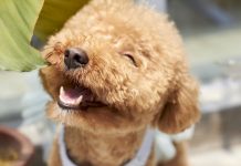 4 Best Supplements for Poodle Puppies (+1 to Avoid)