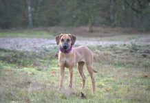 4 Best Supplements for Rhodesian Ridgeback Puppies (+1 to Avoid)