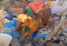 Heavy-Hearted Dog In ‘Baking Sun,’ Gazed With Hope As Sound Closed In
