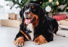Holiday Safety Tips for Your Pets