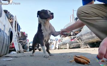 Man Grabs Stray Pit Bull By Leg To Pull Her In Tempting Her To Bite