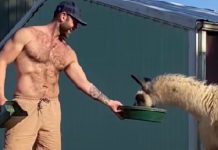 Man Plays ‘Hard To Get’ To Help Show His Rescue Llama That Humans Can Be Trustworthy