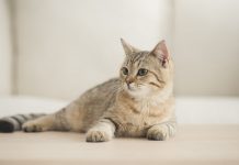 Pet Sitter Advice for Cats with Urinary Issues