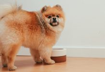 The 11 Best Dog Food Toppers