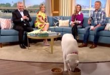“Vegetarian Dog” Chooses Between Meat And Veggies On Live TV