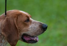 10 Best Fresh Dog Food Brands for American English Coonhounds in 2022