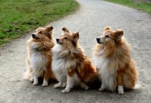 10 Best Fresh Dog Food Brands for Shelties in 2022